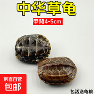 外塘中華草龜活體小烏龜寵物情侶金線苗活物草龜黑腹墨龜好養(yǎng)耐活 4-5厘米 1只單身草龜
