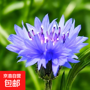 重瓣太陽花花種子花籽四季開花室內(nèi)花卉易活室外種孑花種籽子包郵 矢車菊約100粒