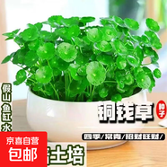 【當(dāng)季新種】銅錢草金錢草水養(yǎng)種籽水培土培花種子大號(hào)四季庭院 銅錢草種子/包約100粒 1包