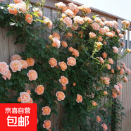 爬藤植物藤本月季花苗四季花卉濃香型玫瑰盆栽庭院陽臺薔薇花苗 甜夢 帶土發(fā)貨 50-70厘米高