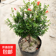 石榴花盆栽果樹苗帶果觀賞可食用室內(nèi)陽(yáng)臺(tái)四季開綠植盆景花卉旺宅 花石榴原盆土5年30-40cm高 含盆