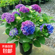 繡球花苗盆栽庭院花卉大花繡球八仙花盆栽無盡夏繡球室內(nèi)庭院花卉 3孔雀藍(lán)【3-4個分枝】+肥料