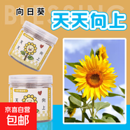 【春季】植物創(chuàng)意小盆栽栽培桌面迷你綠植草莓向日葵種植種子盲盒 天天向上（向日葵）種植小盆栽
