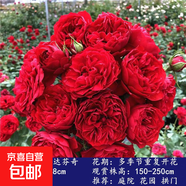 1米6大苗薔薇花苗藤本月季花爬藤植物四季開(kāi)花卉盆栽玫瑰陽(yáng)臺(tái)種植 紅色達(dá)芬奇 四季開(kāi)花 大花 1.6米高成型快（花期帶花發(fā)貨）