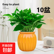 【綠蘿盆栽帶精致南瓜儲水盆】吸甲醛凈化空氣水培綠植物花卉好養(yǎng) 【特惠10盆】綠蘿+橙色南瓜盆自吸水 整體含盆高度20-25cm