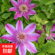 鐵線蓮爬藤植物盆栽花苗重瓣大花陽臺庭院藤本攀援花卉多季節(jié)開花 皇后 中大苗【3升方盆原盆原土】3升方盆