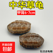 外塘中華草龜活體小烏龜寵物情侶金線苗活物草龜黑腹墨龜好養(yǎng)耐活 6-7厘米 2只情侶草龜