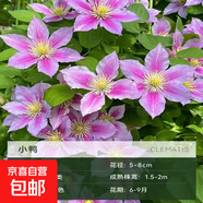 鐵線蓮爬藤植物盆栽花苗重瓣大花陽臺庭院藤本攀援花卉多季節(jié)開花 小鴨 中大苗【3升方盆原盆原土】3升方盆