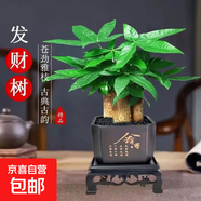 發(fā)財樹(shù)盆栽大植物室內辦公室桌面客廳小盆景招財樹(shù)苗綠植花卉盆栽 三桿發(fā)財樹(shù) 5-8cm【四方塑膠盆】 【送肥料】