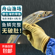 舟山海釣帶魚(yú) 純手工釣法冷凍無(wú)冰東海整條小眼睛大刀魚(yú)海魚(yú) (4-6兩/條) 發(fā)1條無(wú)冰海釣帶魚(yú) 5份