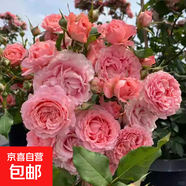 重瓣濃香灌木月季花苗庭院陽(yáng)臺盆栽地栽爬藤植物玫瑰花苗薔薇花卉 F珊瑚果凍【掌柜推薦】中苗