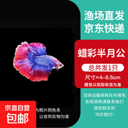 泰國(guó)斗魚(yú)小型熱帶觀賞魚(yú)魚(yú)活體網(wǎng)紅小寵好養(yǎng)耐活小型淡水魚(yú)半月公 蠟彩半月公1條