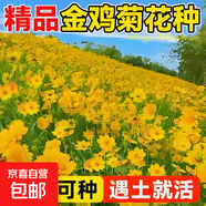耐寒花種多年生野花組合種子四季開(kāi)花花籽庭院易種活室外花卉 金雞菊種子 500克（更實(shí)惠）