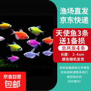 孔雀魚天使魚 純種觀賞魚淡水好養(yǎng)熱帶小型觀賞魚 天使魚3條送備損1條【發(fā)4條】