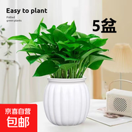 特價(jià)綠蘿盆栽室內(nèi)客廳辦公室吸甲醛凈化空氣水培植物綠植花卉好養(yǎng) 【熱銷5盆】綠蘿+白色南瓜盆自吸水 整體含盆高度20-25cm