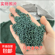 綠草草坪種子花卉種子 庭院觀(guān)賞種子 花卉種子 馬蹄金種子 500克（更實(shí)惠）