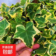 北歐早安盆綠植盆栽自動(dòng)吸水盆桌面盆栽好養(yǎng)耐活四季常青花卉植物 金邊常春藤 北歐早安盆/口徑10CM