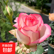 果汁陽(yáng)臺(tái)月季花苗四季開(kāi)花卉盆栽綠植物室內(nèi)花易活玫瑰帶花苞庭院 艾莎【大花濃香，月月開(kāi)分枝多】 【帶花苞】【盆口徑15cm】原盆冠25高35