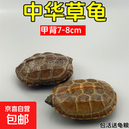 外塘中華草龜活體小烏龜寵物情侶金線苗活物草龜黑腹墨龜好養(yǎng)耐活 7-8厘米 2只情侶草龜