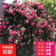 薔薇花苗爬藤植物藤本月季四季花卉特大濃香型玫瑰盆栽庭院陽臺 大游行【四季大花濃香】不含盆 高約20cm