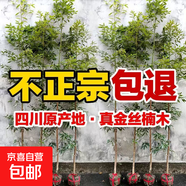 四川正宗金絲楠木苗金絲楠苗名貴小葉楨楠樹(shù)苗金絲楠木苗楠木樹(shù)苗 高度60-80公分2顆帶原土杯