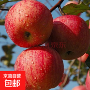 蘋果樹苗嫁接果樹苗木紅富士冰糖心庭院陽臺盆地栽南北方果樹苗 冰糖心蘋果5年苗【當(dāng)年結(jié)果】
