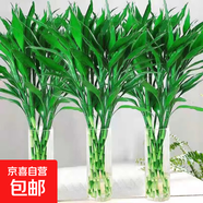 【富貴竹】廣州發(fā)貨水培植物好養懶人節節高供佛辦公室內禮物七夕 富貴竹60cm10支