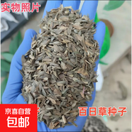 【當(dāng)季新種】多種花卉林木種子易活室外庭院花園花種籽 百日草種子 500克（更實(shí)惠）