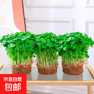 銅錢(qián)草水培植物大葉水栽魚(yú)缸水養綠植金錢(qián)草小水草客廳室內外花卉 銅錢(qián)草盆栽（3盆）