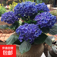 繡球花苗盆栽庭院花八仙花盆栽繡球花大苗無盡夏繡球室卉室外庭院 爆米花【6號(hào)】原土發(fā)貨【當(dāng)年開花】