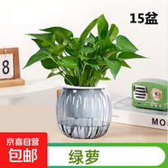 【綠蘿盆栽帶精致南瓜儲水盆】吸甲醛凈化空氣水培綠植物花卉好養(yǎng) 【寫字樓綠化15盆】綠蘿+灰色南瓜盆自吸水 整體含盆高度20-25cm