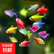 天使魚(yú) 觀賞魚(yú)寵物招財(cái)魚(yú)飼料次日達(dá)小型好養(yǎng)耐活專(zhuān)用魚(yú)糧淡水魚(yú) 【活動(dòng)】隨機(jī)顏色天使魚(yú)1條