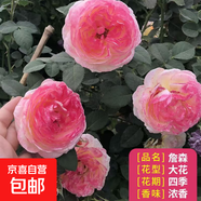 薔薇花苗爬藤植物藤本月季四季花卉特大濃香型玫瑰盆栽庭院陽(yáng)臺 詹森【四季大花濃香】不含盆 高約20cm