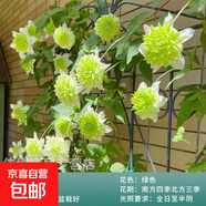 鐵線蓮大苗爬藤植物盆栽帶花苞烏托邦銀幣罔空庭院陽臺四季開花卉 小綠-精選大苗