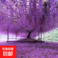 紫藤樹(shù)苗爬藤植物攀援花卉紫藤花苗庭院陽(yáng)臺盆栽地栽綠植物苗木 紫藤樹(shù)苗1cm粗【優(yōu)質(zhì)苗】