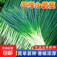 【隨種隨吃】調料菜種子組合春季四季易種耐熱陽(yáng)臺盆栽通種蔬菜 四季小香蔥1包約1000粒 一包約1000粒
