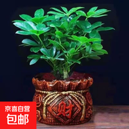 四季常青八方來財(cái)鴨腳木室內(nèi)陽(yáng)臺(tái)桌面綠植大型盆栽花卉綠蘿發(fā)財(cái)樹 八方來財(cái)【15-25cm]】4顆+陶瓷財(cái)字盆+肥料