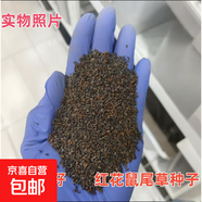 林木花卉種子草坪草籽庭院綠化易活常青護坡草種子 紅花鼠尾草種子 500克（更實(shí)惠）