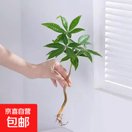 奇趣發(fā)財樹水培植物室內綠植小盆栽辦公室四季常青好養(yǎng)活桌面盆景 奇趣發(fā)財樹5顆+肥料
