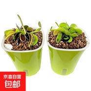 捕蠅草植物食蟲(chóng)草捕蚊蟲(chóng)兒童學(xué)習植物盆栽驅蟲(chóng)植物新款套餐食人花 捕蠅草2盆【大苗】種植好發(fā)貨