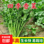 【隨種隨吃】調料菜種子組合春季四季易種耐熱陽(yáng)臺盆栽通種蔬菜 大葉香菜種子1包約1000粒 一包約1000粒