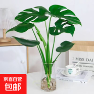 開(kāi)背龜背竹水培室內客廳綠植盆栽四季好養辦公室桌面水養植物花卉 精品龜背竹+透明圓柱25cm瓶+卡片 整體（高50-60cm）（帶吊卡）