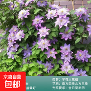 鐵線蓮大苗爬藤植物盆栽帶花苞烏托邦銀幣罔空庭院陽臺四季開花卉 水晶噴泉-精選大苗