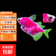 天使魚(yú) 觀(guān)賞魚(yú)寵物招財魚(yú)飼料次日達小型好養耐活專(zhuān)用魚(yú)糧淡水魚(yú) 2-4cm紫衣天使【2條】送1條備損