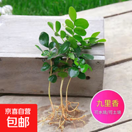 九里香盆栽濃香水培植物四季好養(yǎng)樹苗室內(nèi)好養(yǎng)花卉驅(qū)蚊竹柏綠植 【實(shí)惠】九里香5-8顆 送肥料