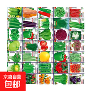 可食用薄荷種子留蘭香檸檬苗貓薄荷四季播種室內(nèi)陽(yáng)臺(tái)盆栽蔬菜籽子 隨機(jī)10包不同品種（新手套餐）