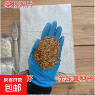 林木花卉種子 護(hù)坡草籽草皮種子庭院免修剪草坪草綠化工程 金錢草種子 500克（更實(shí)惠）