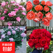 瑞典女王月季夏季耐曬灌木月季帶花苞四季開(kāi)花玫瑰大苗陽(yáng)臺庭院 天荷+紅果汁+藍暴+紅蘋(píng)果四顆原盆原土發(fā)貨