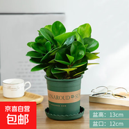 豆瓣綠碧玉盆栽四季常青花卉辦公桌面客廳家庭凈化空氣吸煙綠植物 精選豆瓣綠/碧玉【加侖盆】