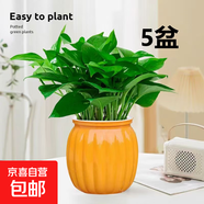 特價(jià)綠蘿盆栽室內(nèi)客廳辦公室吸甲醛凈化空氣水培植物綠植花卉好養(yǎng) 【熱銷5盆】綠蘿+橙色南瓜盆自吸水 整體含盆高度20-25cm